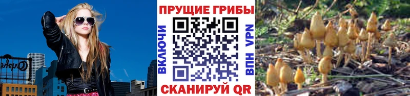 Псилоцибиновые грибы Cubensis  Новокузнецк 